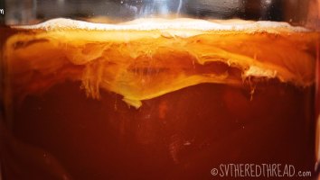 IMG_2392_SCOBY