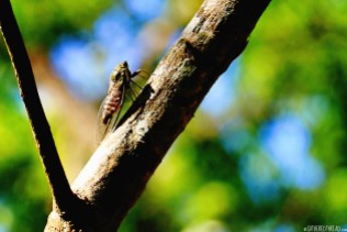 #Macaw Mountain_Cicada
