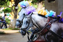 #Granada_Carriage ponies