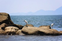 #Isla San Lucas_Snowy egrets
