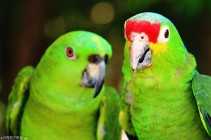#Isla Tortugas_Red-lored parrots